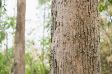 Fototapeta premium Teak tree in the forest