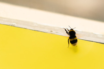 Bumblebee on a yellow background the best