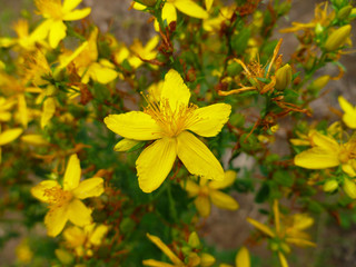 St John's Wort, common perforate St John's-wort, Hypericum perforatum. St John's Wort bloom on green leaves background. Medicinal herb to treat depressions. Selective focus, closeup