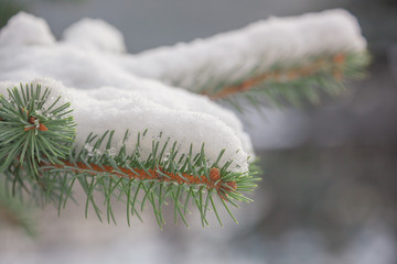 Naklejka na ściany i meble spruce branch with snow, winter time, snowfall in the forest, evergreen needles in the snow, close-up
