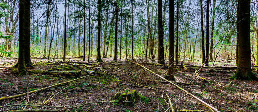 scenic sunset in the forest with blue sky