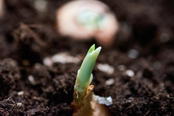 Sprouting onion from the ground