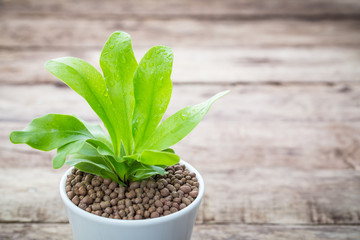 Vintage tone of Ferns are growing in black pots on wooden background. 