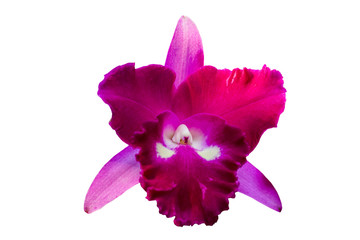 purple orchid isolated on white background with clipping path