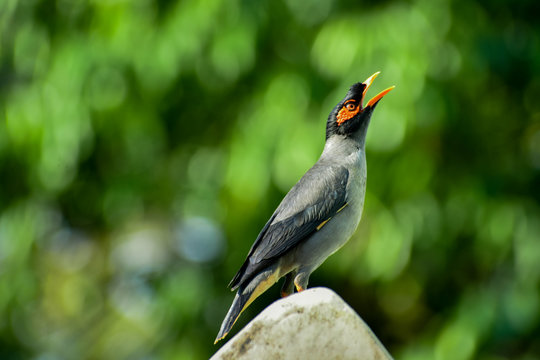Asian Mayna bird with selective focus