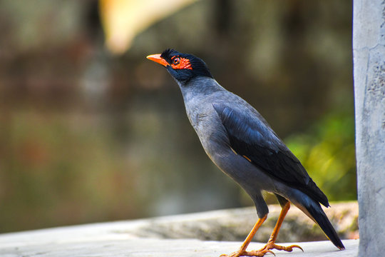 Asian Mayna bird with selective focus