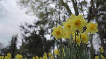ants eye view panning shot of daffodils on a cloudy day in the spring
