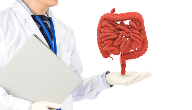 doctor touch intestine check human intestine , 3D concept