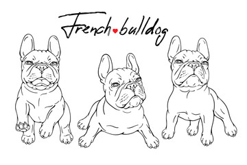 Set of three french bulldog sketches