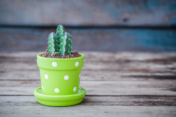 small cactus in a clay pots on a wooden background, Close up of Haworthia cactus