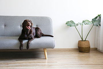 Portrait of eighteen months old chocolate labrador retriever lying on grey textile sofa. Happy and funny brown dog relaxing at home. Close up, copy space. - Powered by Adobe