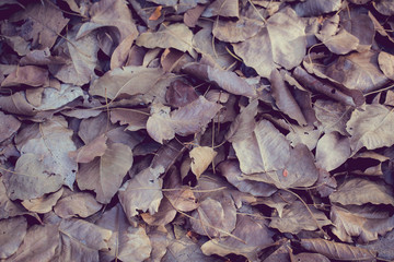 vintage color tone with soft focus of dry leaf on ground, Bo leaves dry