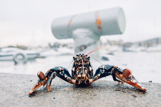 Hummer an einer Kaimauer im Hafen