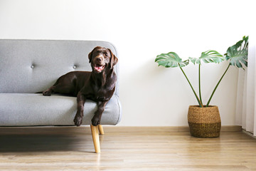 Portrait of eighteen months old chocolate labrador retriever lying on grey textile sofa. Happy and...