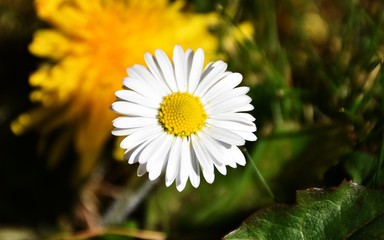 Obraz premium DAISY IN THE GARDEN
