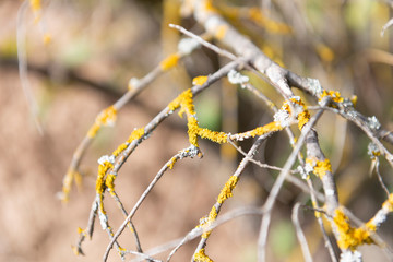 Texturas de otoño