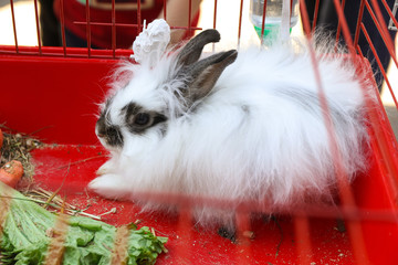 black and white fluffy rabbit