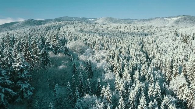 Drone footage snow covered trees, winter nature beautiful Europe aerial view pine forest mountain, season travel white frozen nature idyllic