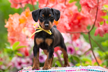 puppy Miniature Pinscher Zwergpinscher Min Pin in pink flowers