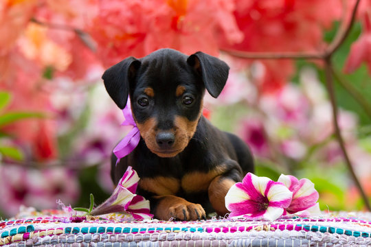 puppy Miniature Pinscher Zwergpinscher Min Pin in pink flowers