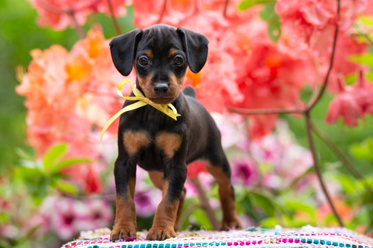 puppy Miniature Pinscher Zwergpinscher Min Pin in pink flowers