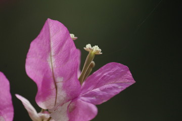 bougainvillea