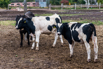 Fototapeta na wymiar A cow and a bull stand in a camp on a large rural farm