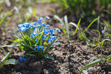 Beautiful blue flowers Scilla caucasica in a spring garden.