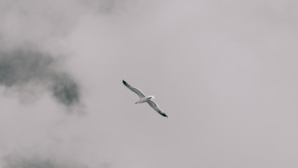 seagull flying in the blue and cloudy sky with a black and white edition. Image taken in quarantine confinement by COVID-19