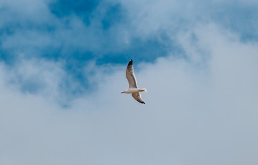 seagull flying in the blue and cloudy sky. Image taken in quarantine confinement by COVID-19