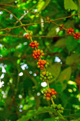 Berries growing on a coffee tree.
