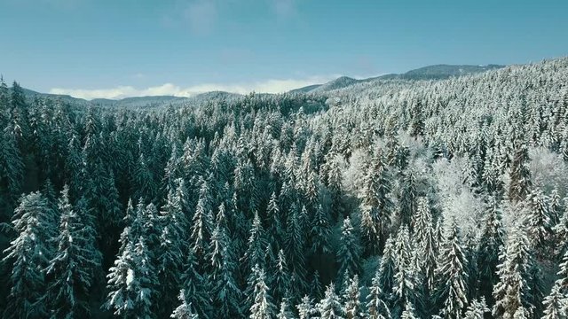 Drone footage snow covered trees, winter nature beautiful Europe aerial view pine forest mountain, season travel white frozen nature idyllic