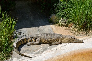 The saltwater crocodile (Crocodylus porosus) resting at the edge of the water. Crocodilia (or Crocodylia) - an order of mostly large, predatory, semiaquatic reptiles, known as crocodilians