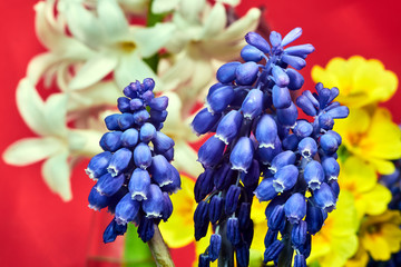 Details of a beautiful blue muscari flower in the spring in the garden.