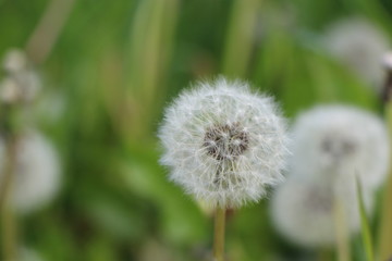 Achenes with white pappus on the blowball of the single dandelion