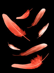 Beautiful color feathers isolated on black background
