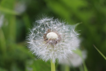 Partially blown away achenes with pappus on the blowball of the single dandelion