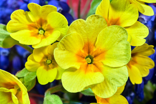 Details of beautiful yellow primrose flowers in spring in the garden.
