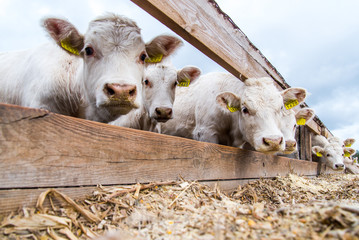 A cow and a bull stand in a camp on a large rural farm