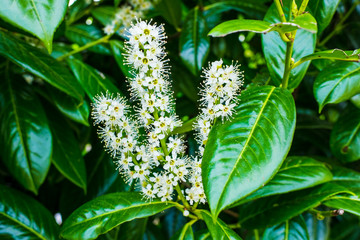 leaves and buds of English laurel,close-up of a flowering hedge