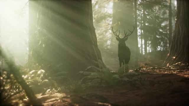 Beautiful deer in the forest with amazing lights at morning