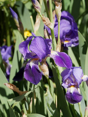 Deutsche Schwertlilie (Iris × germanica) mit dreizählig Blüten, hängendes lila Blatt, dunkelblau perigon mit gelb Bart, innere hellviolett mit lilafarbe am Grund geadert, lang Staubblätter und Staubbe