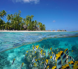 A school of fish underwater (butterflyfish) in front of a tropical island with a resort, French Polynesia, Tikehau atoll, Pacific ocean, split view over and under water surface - obrazy, fototapety, plakaty