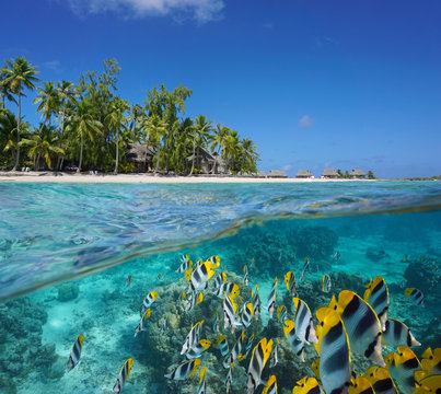 A school of fish underwater (butterflyfish) in front of a tropical island with a resort, French Polynesia, Tikehau atoll, Pacific ocean, split view over and under water surface