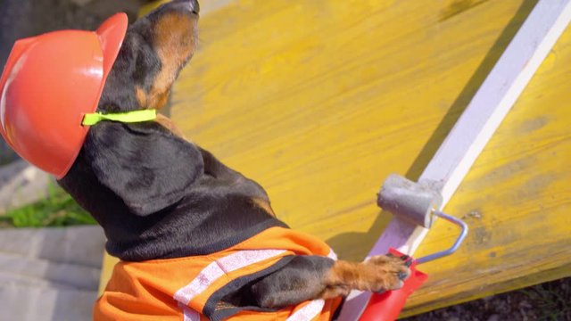 Dachshund painter in builder outfit with orange vest and in helmet covers wooden rail with white pigment with paint roller on open air construction site. Costumes of different professions for dogs.