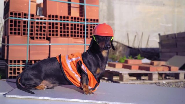 Dachshund in working equipment with orange vest and protective building helmet sits on construction site, side view. Dog handyman guards building materials and pile of bricks on pallets.