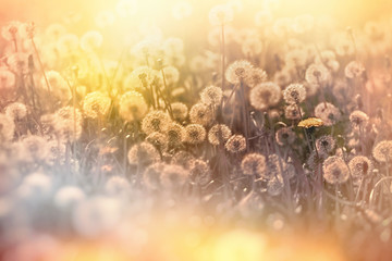 Beautiful nature in spring, dandelion seed in meadow, dandelion seeds in late afternoon lit by sunlight, sunset in meadow