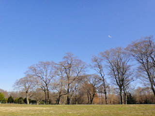 青空に浮かぶ凧
a kite in the blue sky