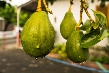 Avocados on the tree with bokeh background. 