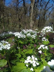 blooming cherry tree